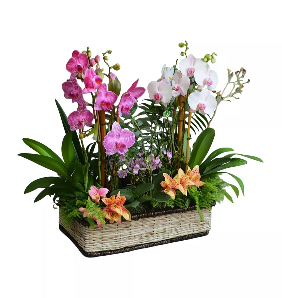 Vibrant Orchid and Plant Duo in Bamboo