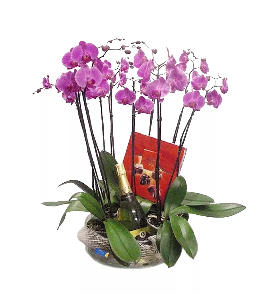 Elegant Phalenopsis Orchids for Any Occasion